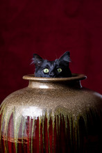 Black Cat With White Markings Poking His Head Out Of A Large Gold, Red And Green Vase In Surprise, Against A Red Background