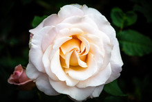 Full Frame White And Yellow Rose Blossom With Black Background