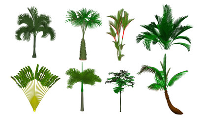 set of palm trees isolated on white background