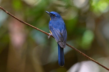 Wall Mural - Hill Blue Flycatcher bird on green background ,male