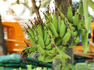 Green organic bananas bunch on banana tree in farmland. Tropical fruit.