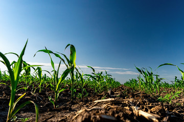 Young corn in summer