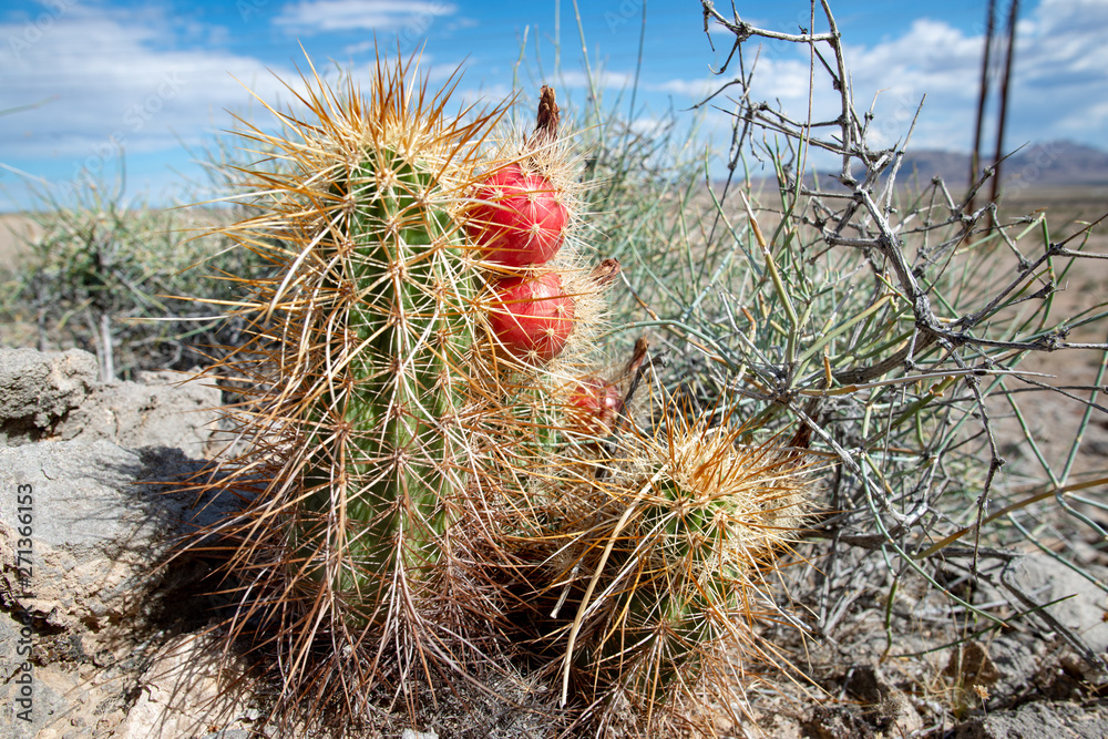Plump Red Fruit on Engelmann's Hedgehog Cactus (Echinocereus engelmanii)  whose appearance gives the species another common name: strawberry cactus.  Stock Photo | Adobe Stock