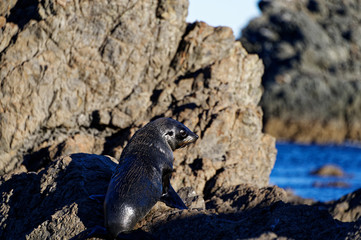 Fur seal pup looking out to sea