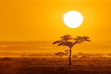 Wall Mural - Sunrise over acacia trees in Amboseli