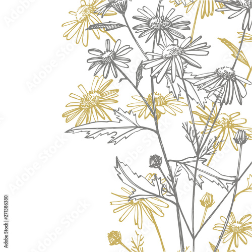 Chamomile or daisy flower. Botanical illustration. Good for cosmetics, medici...