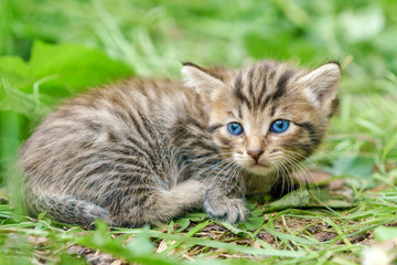 Very young kitten lying on the green grass