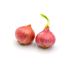 germinate onion red isolated on the white background.