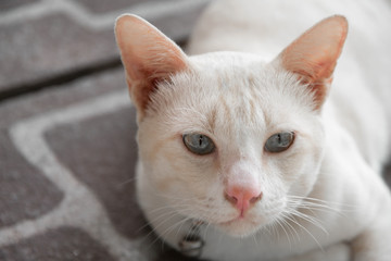 Cute white cat at close range.