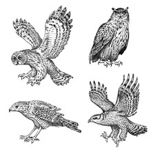 Set Of Realistic Birds. Owl And Eagle. Hand Drawn Vector Sketch In Engraved Graphic Style.