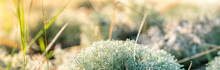 Forest Moss Lichen Cladonia Rangiferina. Akvavit Cooking Base. Macro Close Up.