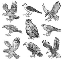 Set Of Realistic Birds. Goshawk, Griffon Vulture, Pallid Harrier, Black Kite, Owl And Eagle. Hand Drawn Vector Sketch In Engraved Graphic Style.