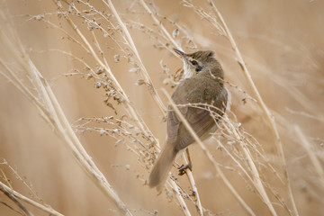 Wall Mural - bird