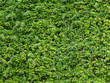 green plant of bush wall