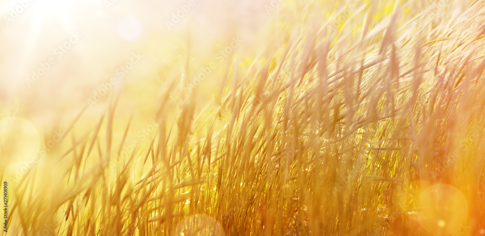 Art abstract  natural background; summer sunny meadow - obrazy, fototapety, plakaty 