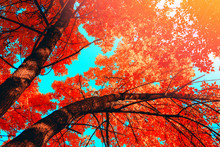 Autumn Trees With Red Leaves Over Blu Sky