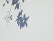 shadow of leaves on white wall