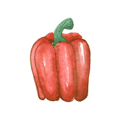 illustration of watercolor vegetable pepper Bulgarian red on a white background drawn by hand