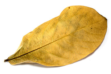 dry leaf set isolated on white background