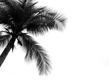 Coconut Palm Tree Silhouette On White Background