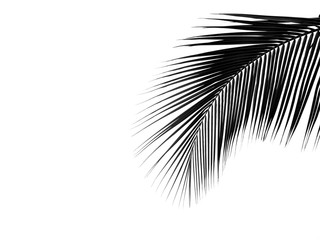 beautiful palms leaf on white background