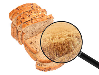 Wholegrain loaf of sliced ​​bread and agricultural wheat field shown in a magnifying glass. Food product and agricultural crops which were the origin for its production. Agriculture and food industry 