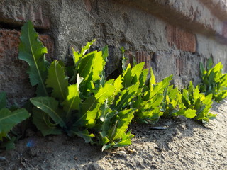 Wall Mural - dandelion growth on a brick wall background