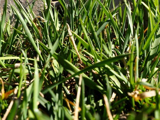 Wall Mural - dew on grass