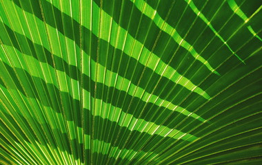 Poster - Sunlight and shadow on surface of green Fiji fan palm leaf for natural background and tropical plant life concept, close up shot