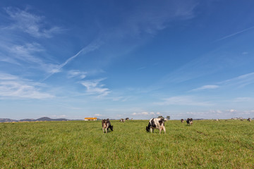 Wall Mural - Green pasture field with dairy cows. Holstein breed Friesian.