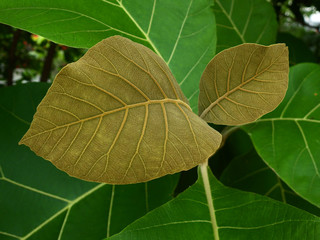 young leaf of teak tree in garden