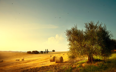 Summer countryside landscape; farm field and olives tree