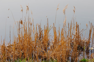 Naklejka na meble Dried yellow plants by the lake in the early morning.