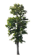 Wall Mural - tree