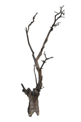 Wall Mural - dead tree isolated on white background, with clipping path.
