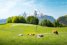 Idyllic Summer Landscape In The Alps With Cows Grazing On Meadows