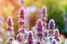 Flowers Of Stachys Byzantina (Silver Carpet) In Sunlight, Selective Focus
