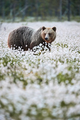 Wall Mural - brown bear (ursus arctos) walks among the cotton grass.