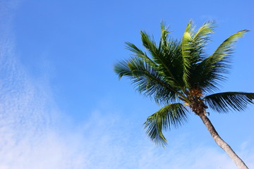 Green palm tree against the blue sky on a Sunny day. Summer holiday. Copy space.