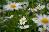Fototapeta Kwiaty - field of daisies
