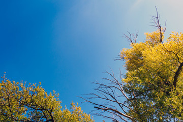 tree branches with yellow leaves against the blue sky, autumn landscape