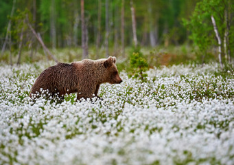 Wall Mural - brown bear (ursus arctos) walks among the cotton grass.