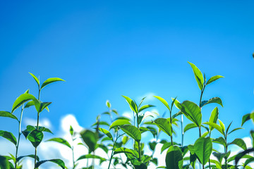 Poster - Green tea, tea tree, tea leaves, Assam tea, fresh green and bright sky