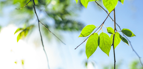 Poster - Fresh green leaves Background leaves in the evening