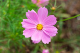 Fototapeta Kosmos - Garden cosmos (Cosmos bipinnatus) pink flower closeup - Davie, Florida, USA