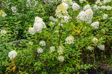 Wall Mural - Flowering shrubs Hydrangea paniculata