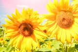 Fototapeta Kwiaty - a field of blooming sunflowers against a colorful sky