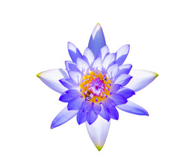 Wall Mural - beautiful blue lotus flower isolated on white background. aquatic water lily fresh nature flower blooming top view flat lay.
