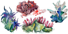 Colorful Aquatic Underwater Nature Coral Reef. Watercolor Background Set. Isolated Coral Illustration Element.