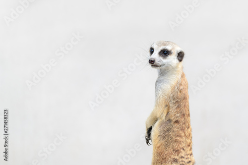 Fotografía Meerkat Suricata suricatta, African native animal,